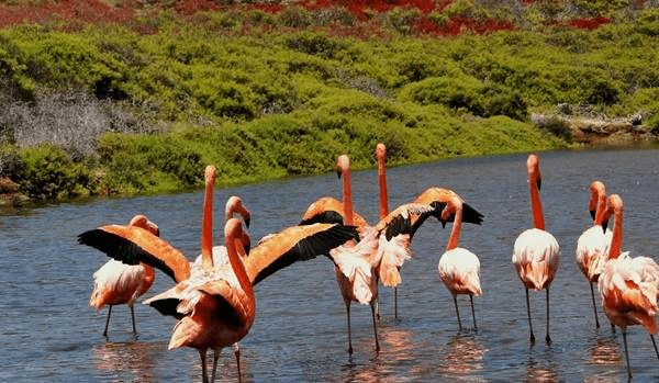 Flamingos in a Galápagos lagoon