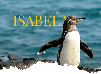 Galápagos penguin on Isabela Island