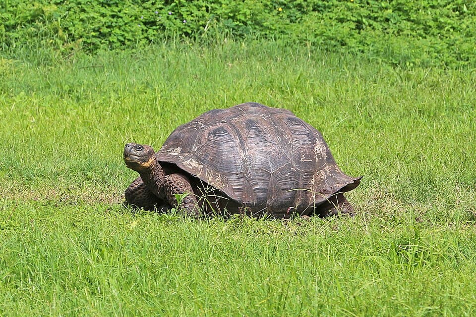 Giant tortoise on Santa Cruz Island